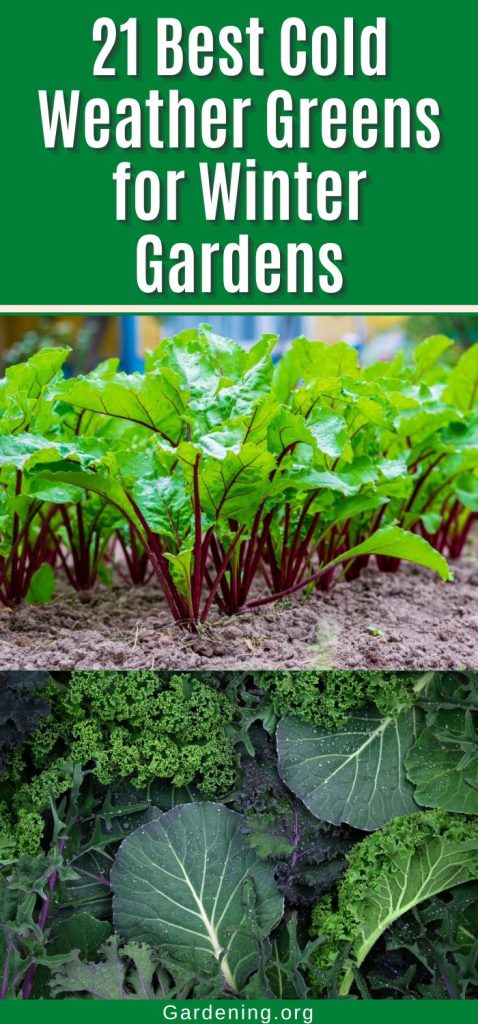 21 Best Cold Weather Greens for Winter Gardens pinterest image.