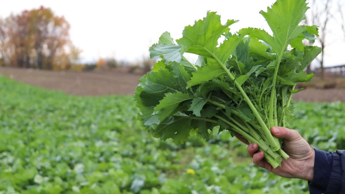 A gardener holds a handful of broccoli rabe