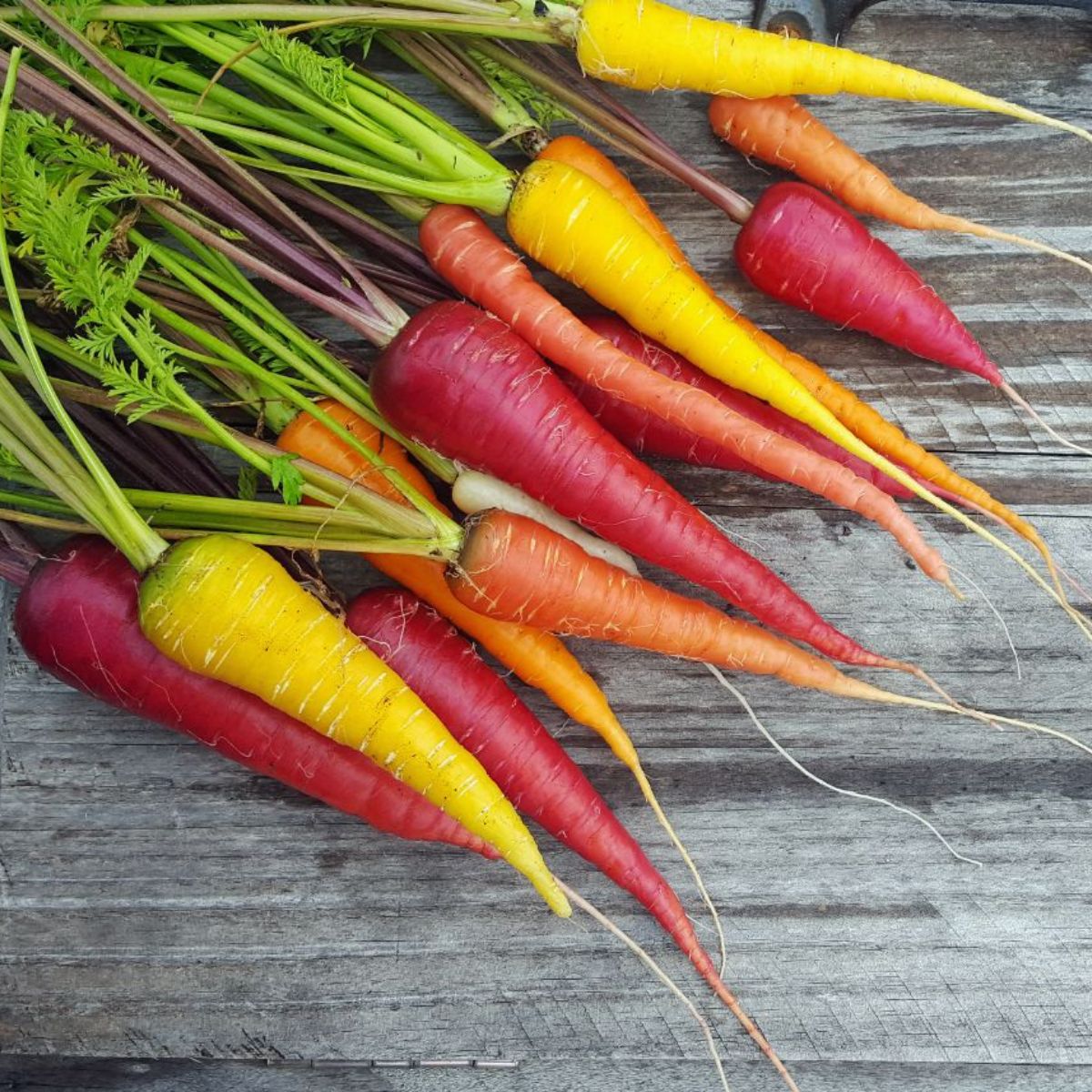 Different varieties of carrots on a wooden table.
