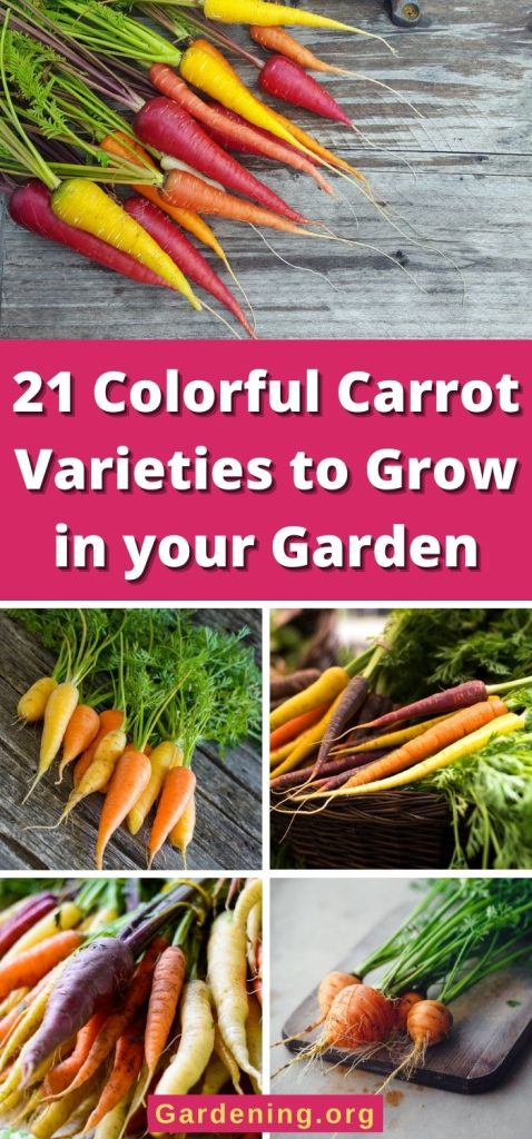 21 Colorful Carrot Varieties to Grow in your Garden pinterest image.
