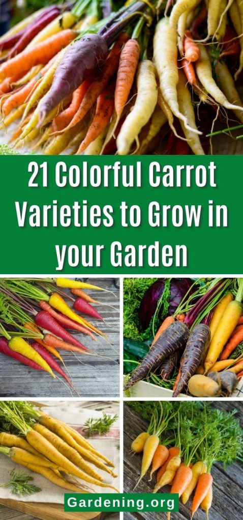 21 Colorful Carrot Varieties to Grow in your Garden pinterest image.