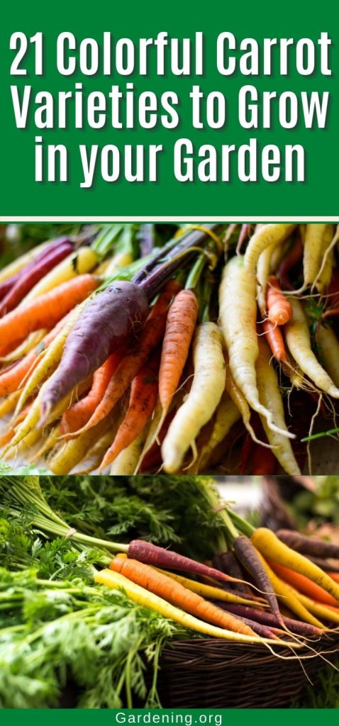 21 Colorful Carrot Varieties to Grow in your Garden pinterest image.