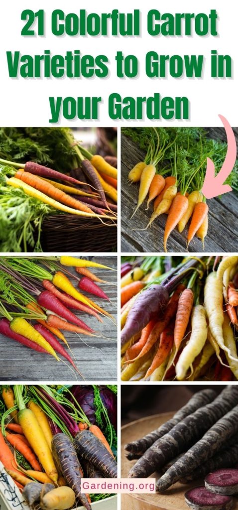 21 Colorful Carrot Varieties to Grow in your Garden pinterest image.