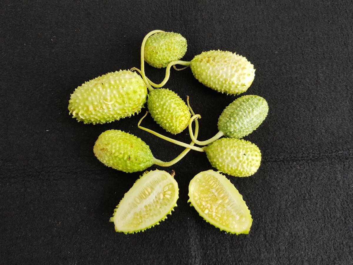 Mini cucumber-like Burr Gherkin fruit