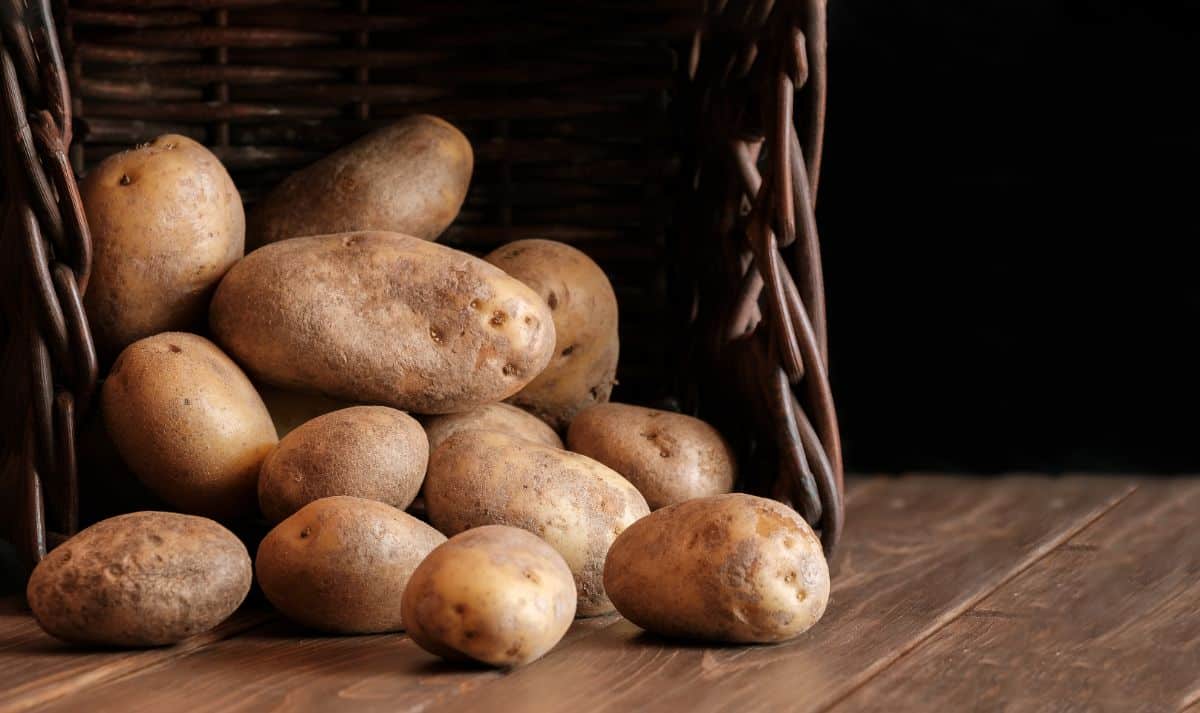 A spilled basket of late season potatoes