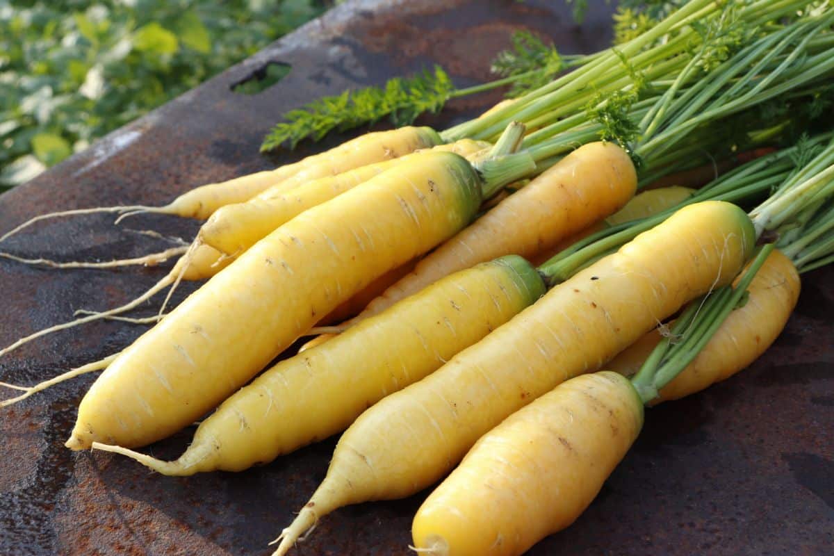 Yellow Uzbek Golden carrots