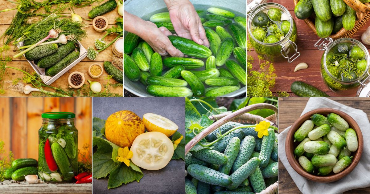 22 Best Cucumber Varieties for Tasty Pickles - Gardening