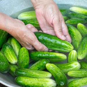 A gardener washing freshly harvested cucumbers in a container with water.