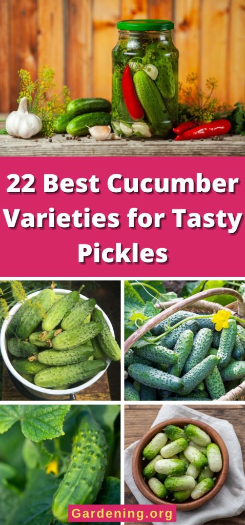 22 Best Cucumber Varieties for Tasty Pickles pinterest image.