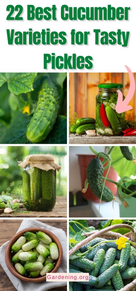 22 Best Cucumber Varieties for Tasty Pickles pinterest image.