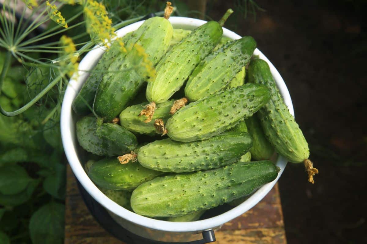 Commonwealth cucumber variety
