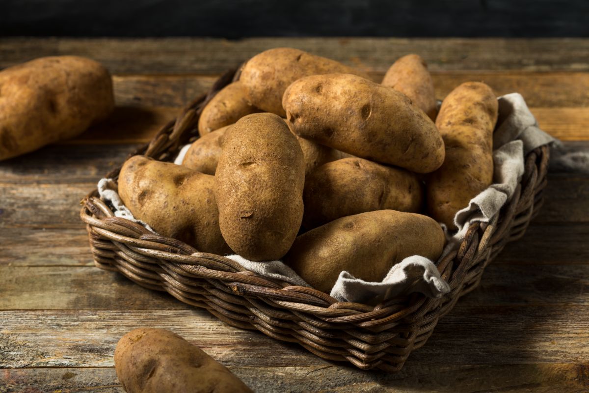 Classic Idaho Russet Burbank potato