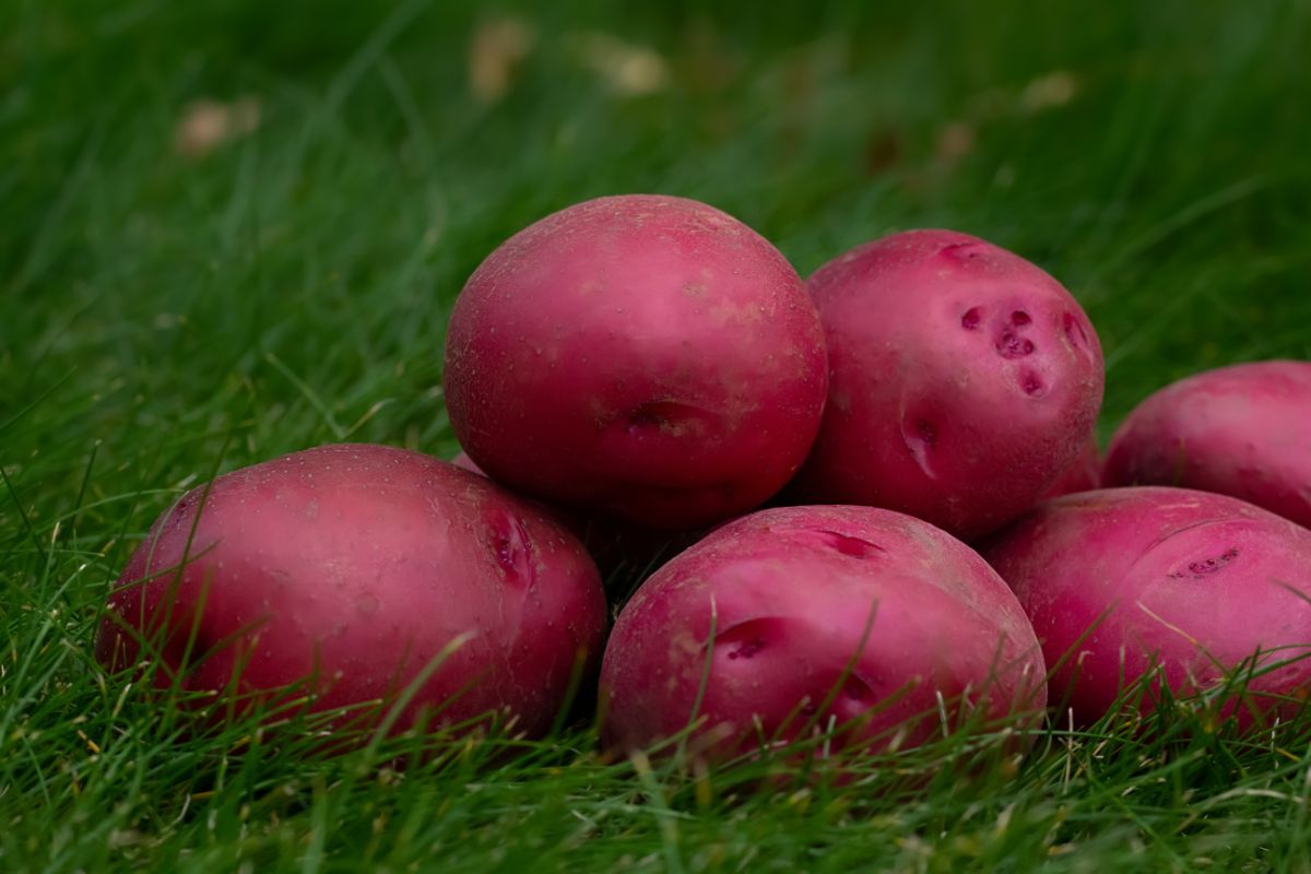 Bright colored Red Pontiac potatoes