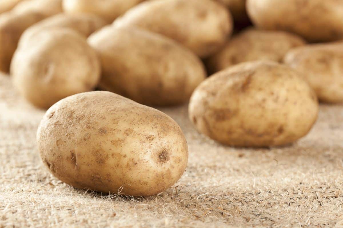 Large Lehigh potatoes