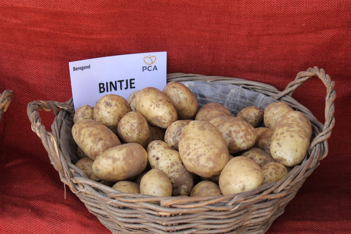 A basket of Bintje potatoes