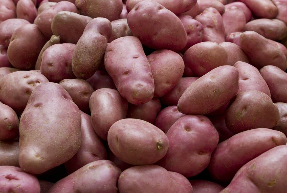 Red potatoes Desiree variety