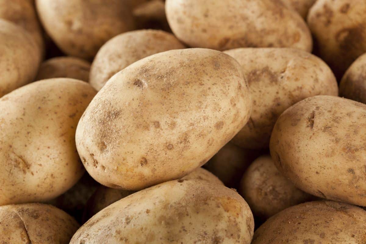 Katahdin potatoes