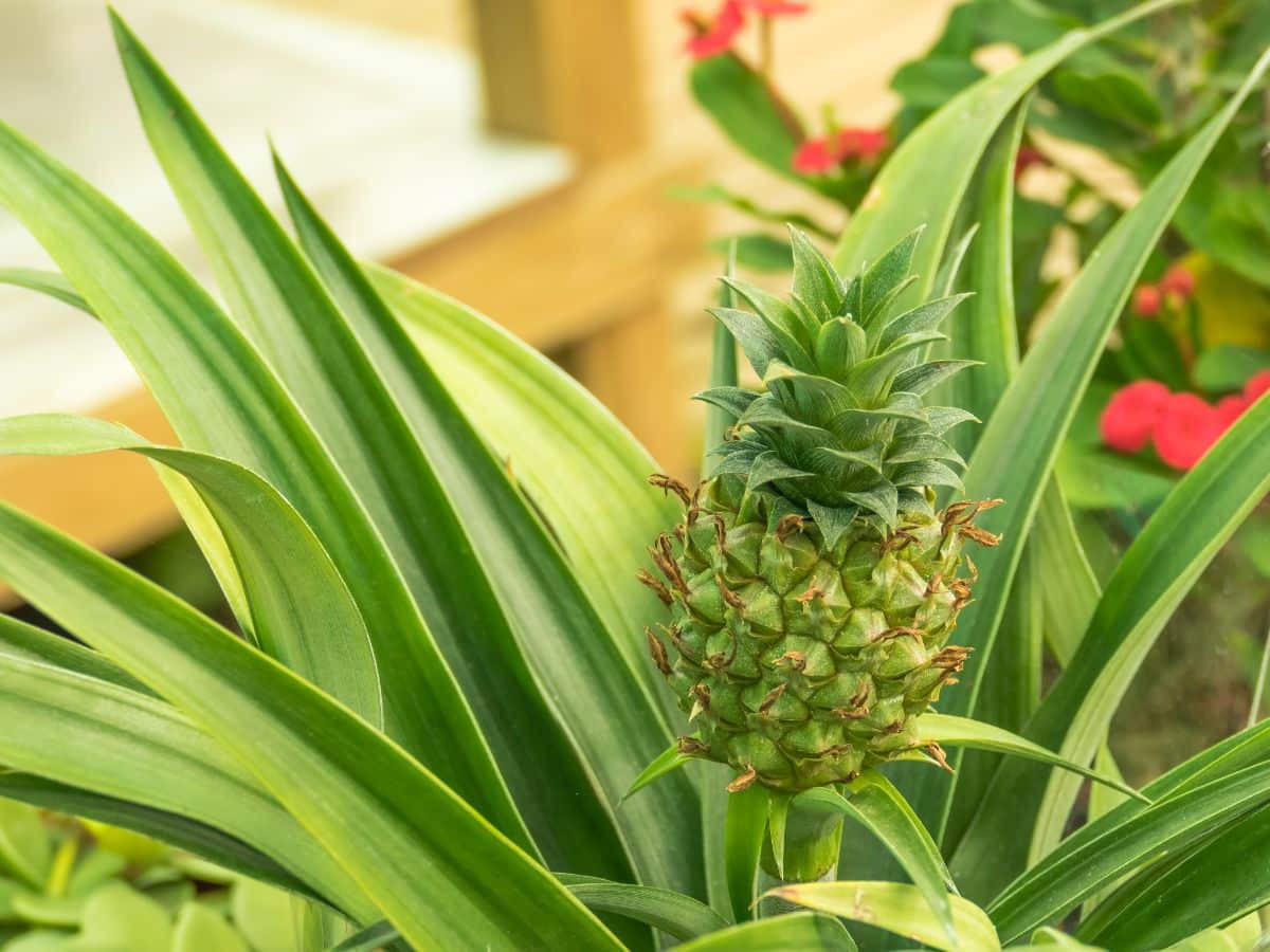 A small pineapple growing on a bromeliad plant