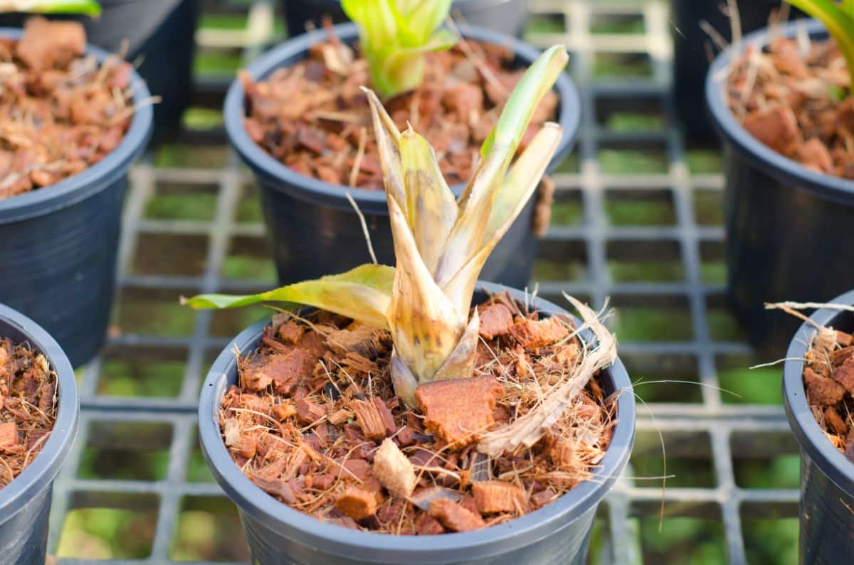 A plant with yellowing leaves possibly caused by root rot