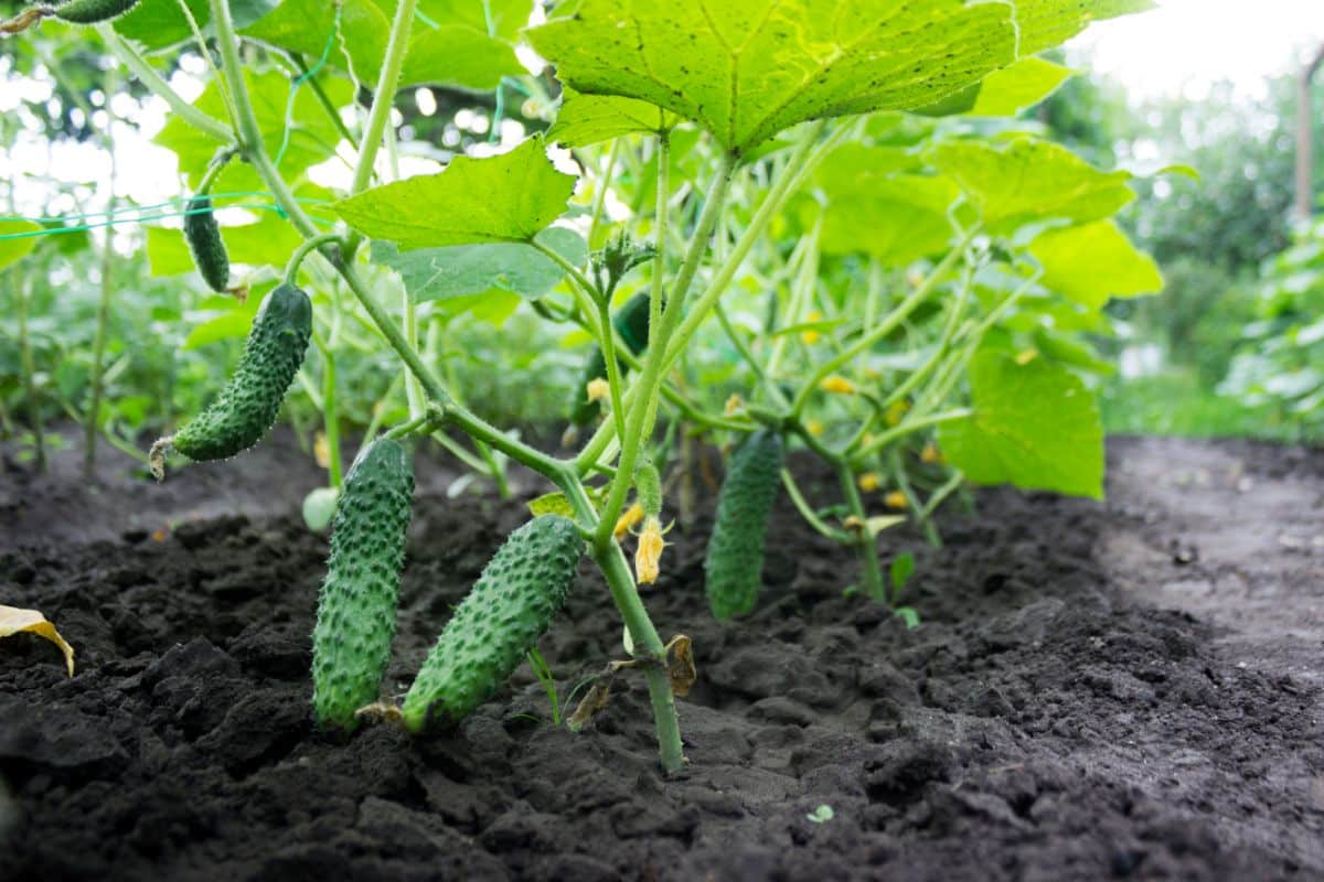 Calypso cucumbers on the vine