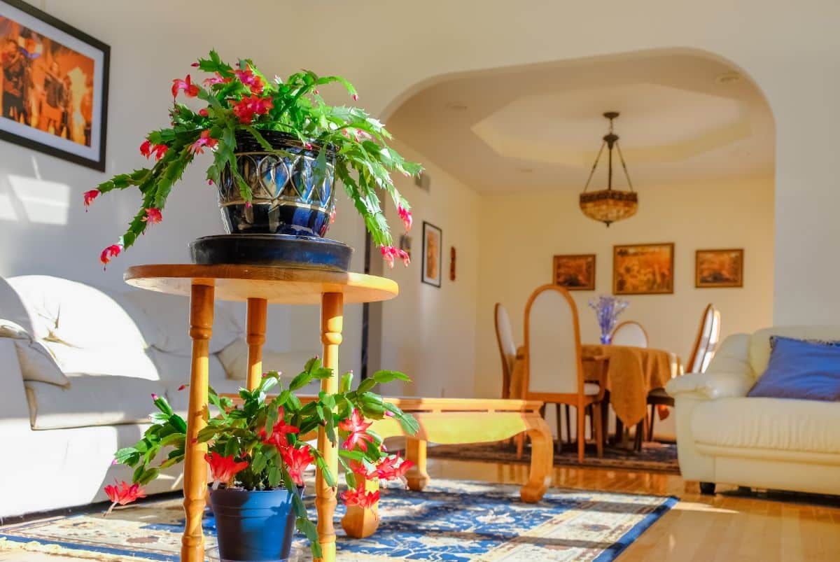 A comfortable home living room where Christmas cactuses are kept.