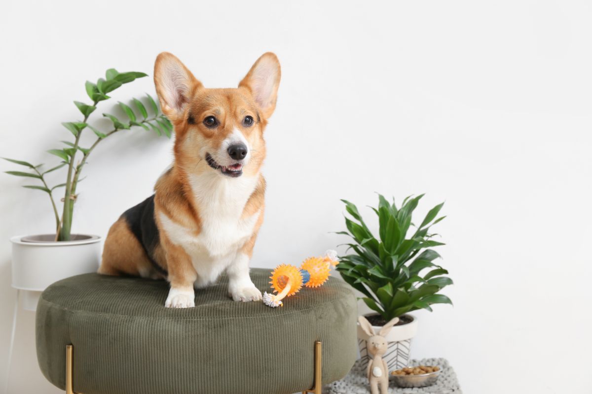 Choose pet-friendly plants when giving plants for the holidays.
