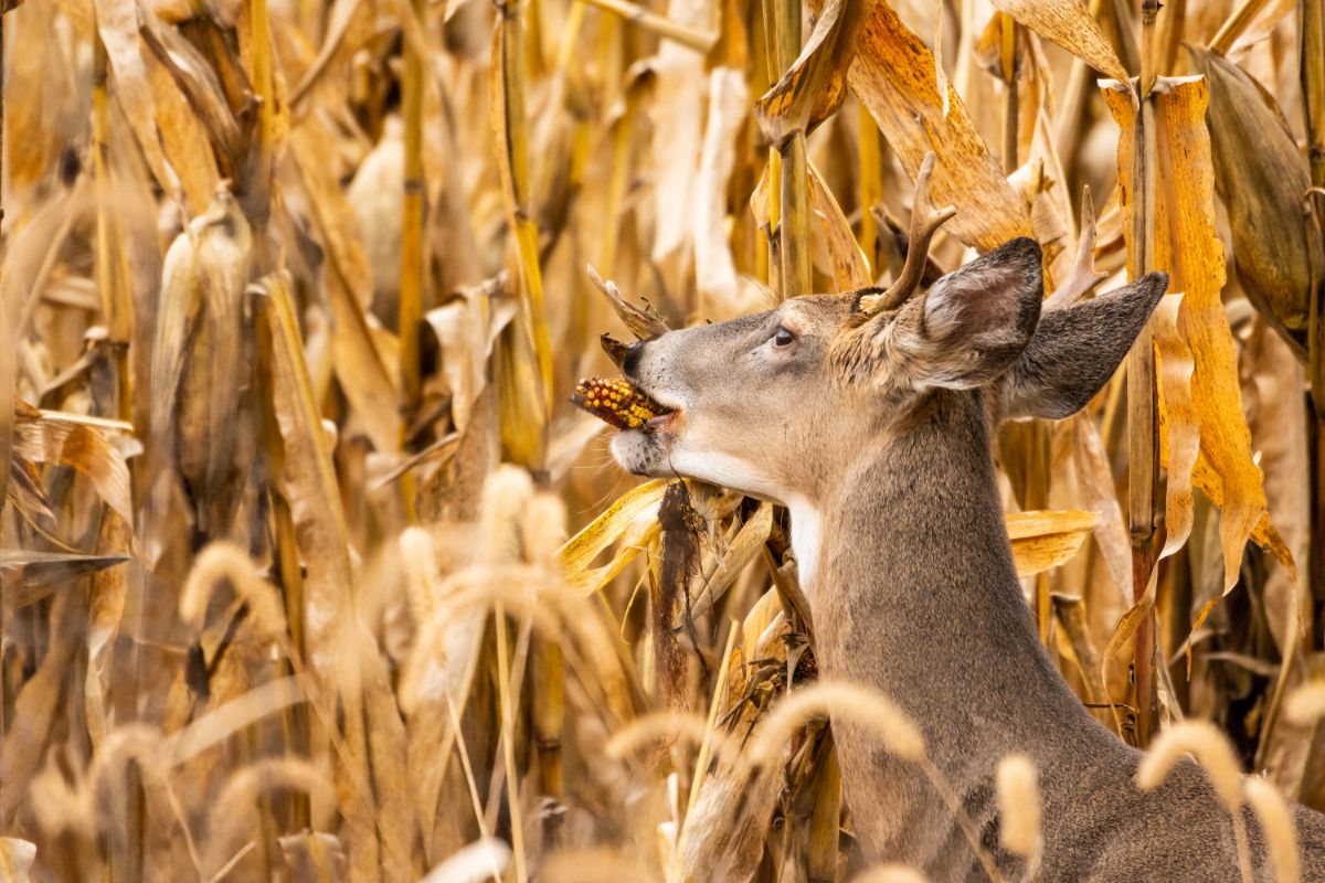 A deer eats a cob of dried corn in a field