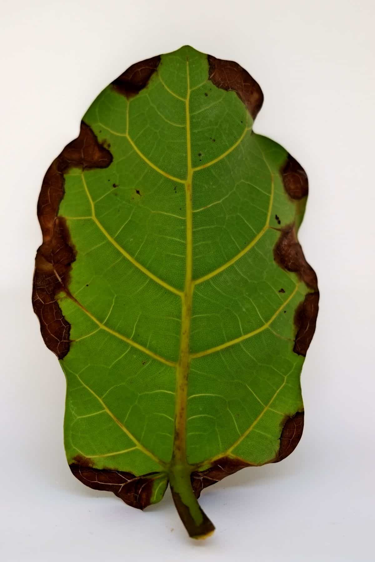 A leaf from a fiddle leaf fig, spotted from overwatering