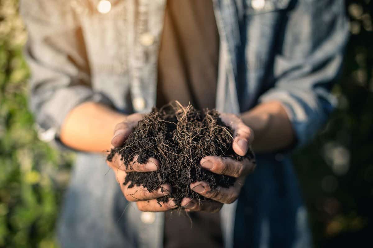 A gardener holding organic compost in her hands
