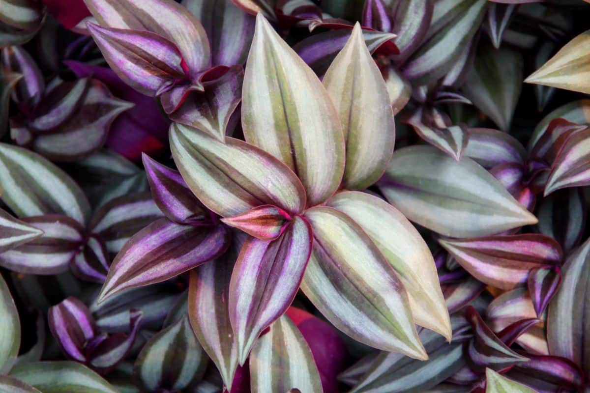 Purple and green striped Inch plant