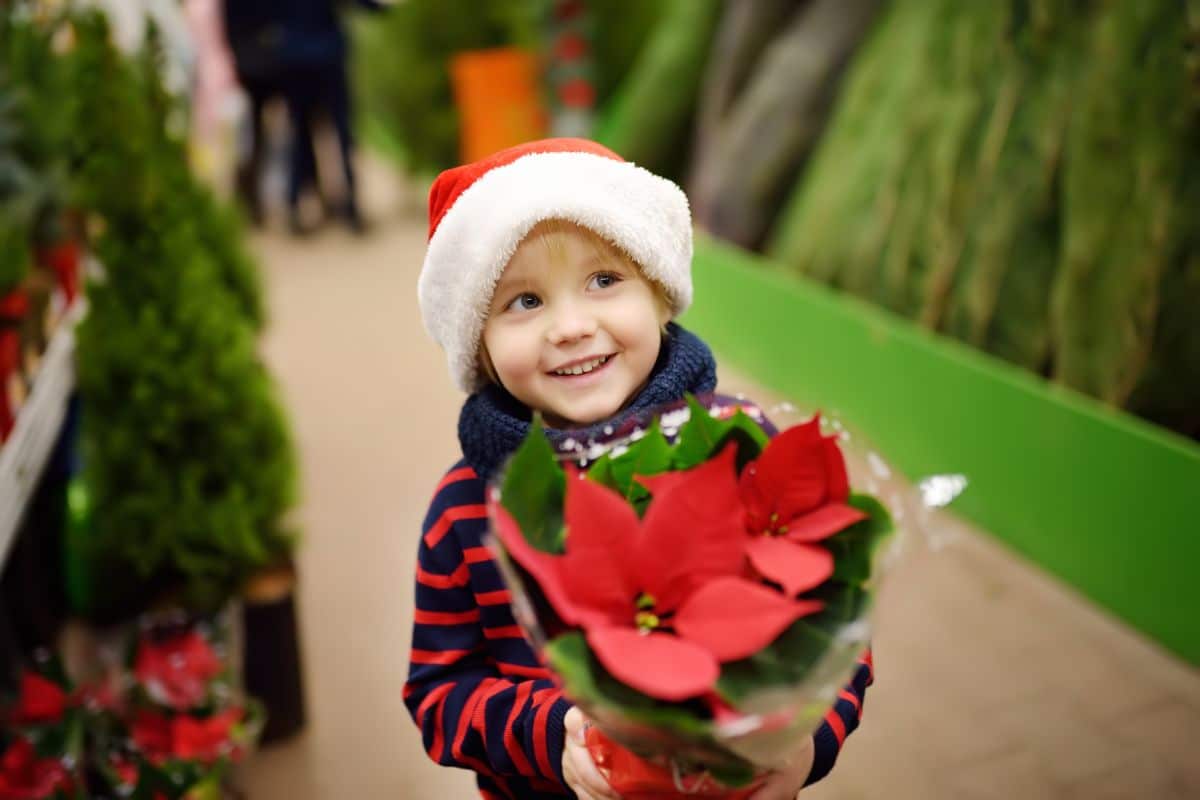 A child holding a new poinsettia plant.