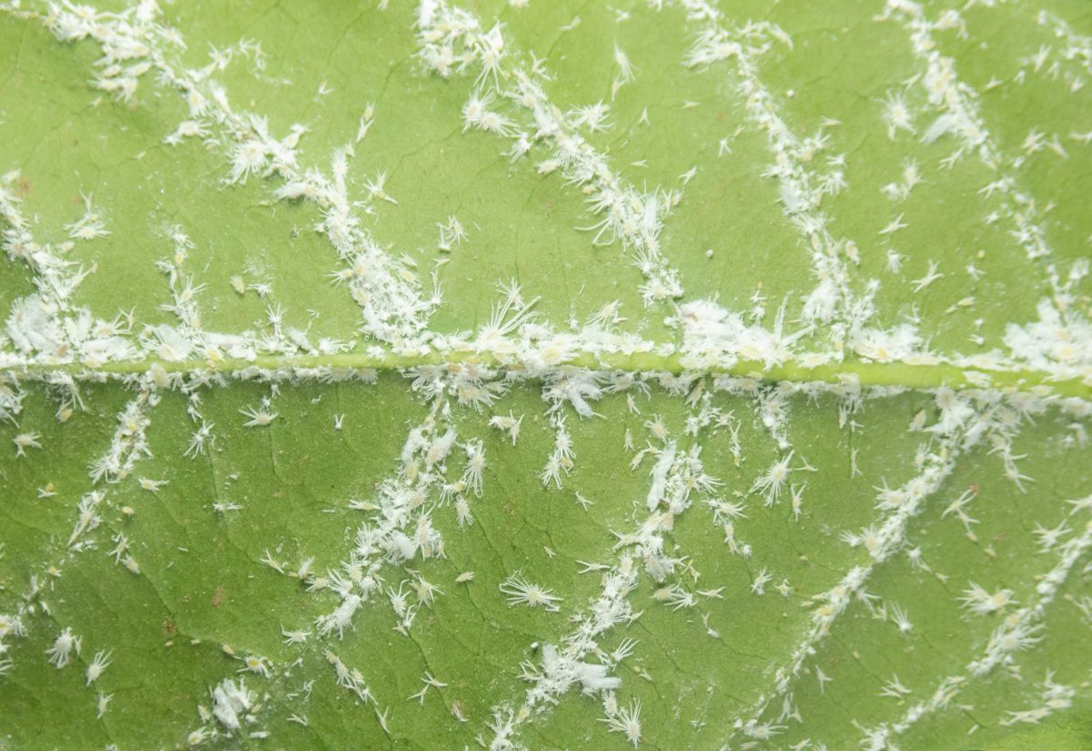 Feathery white lines signaling mealybug infestation