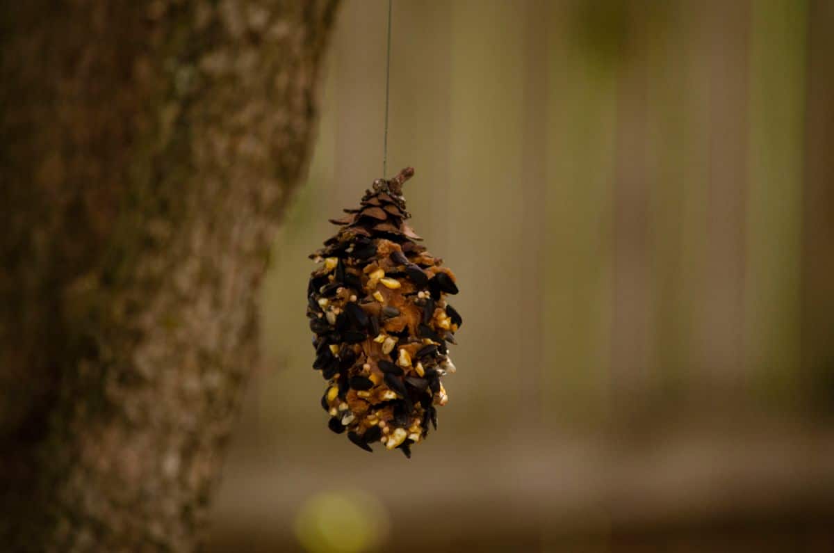 A hanging pine cone peanut butter bird feeder