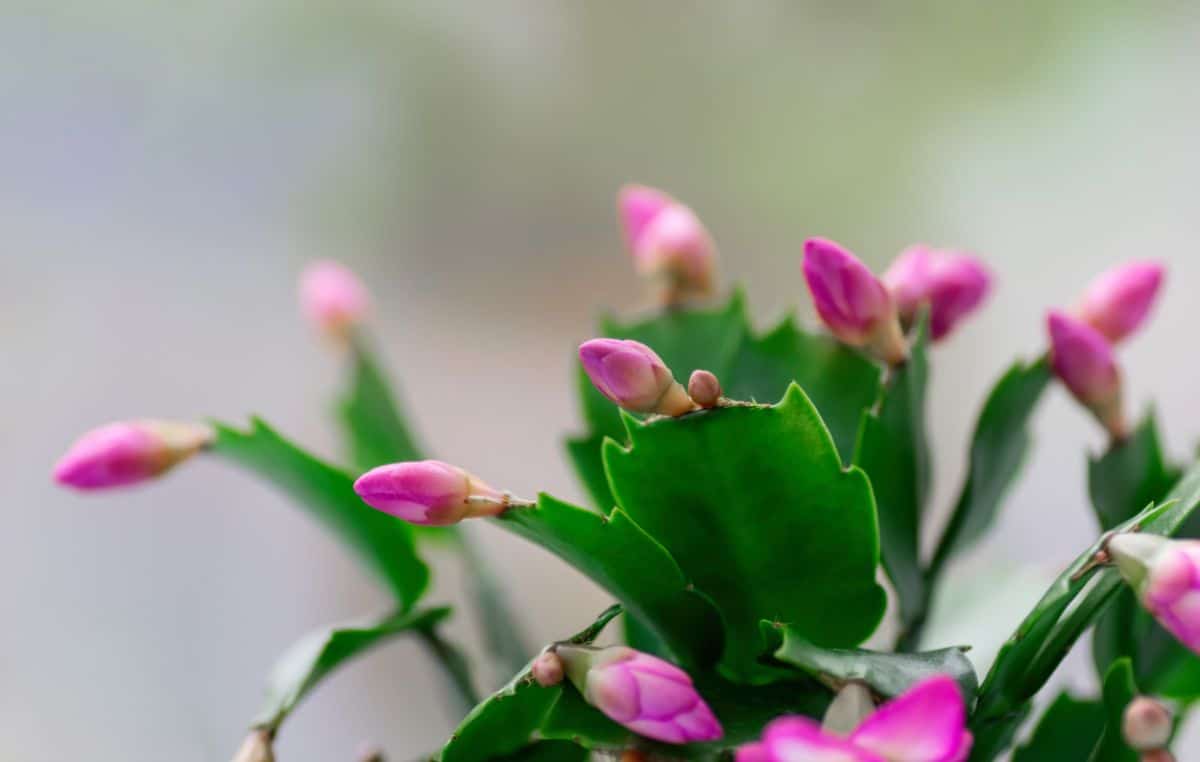 A Thanksgiving cactus holiday cactus in bloom.