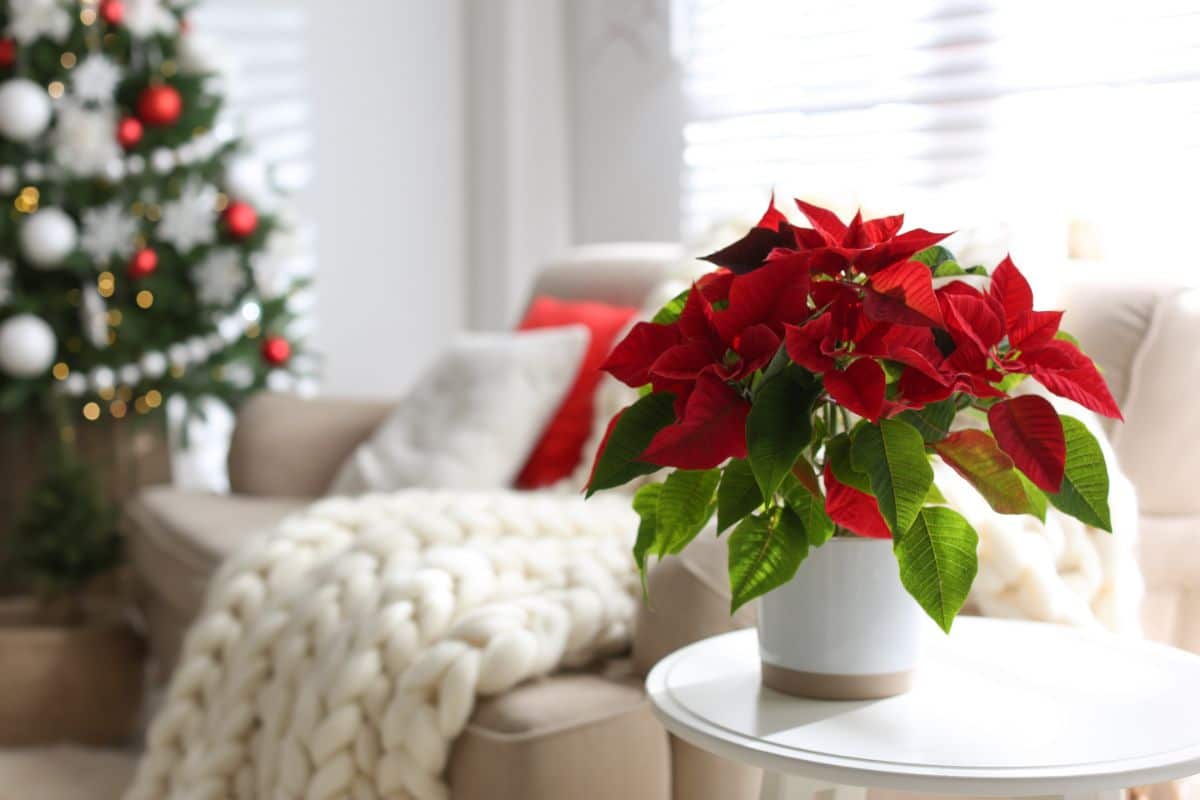 A poinsettia happy in a comfortable warm living room.