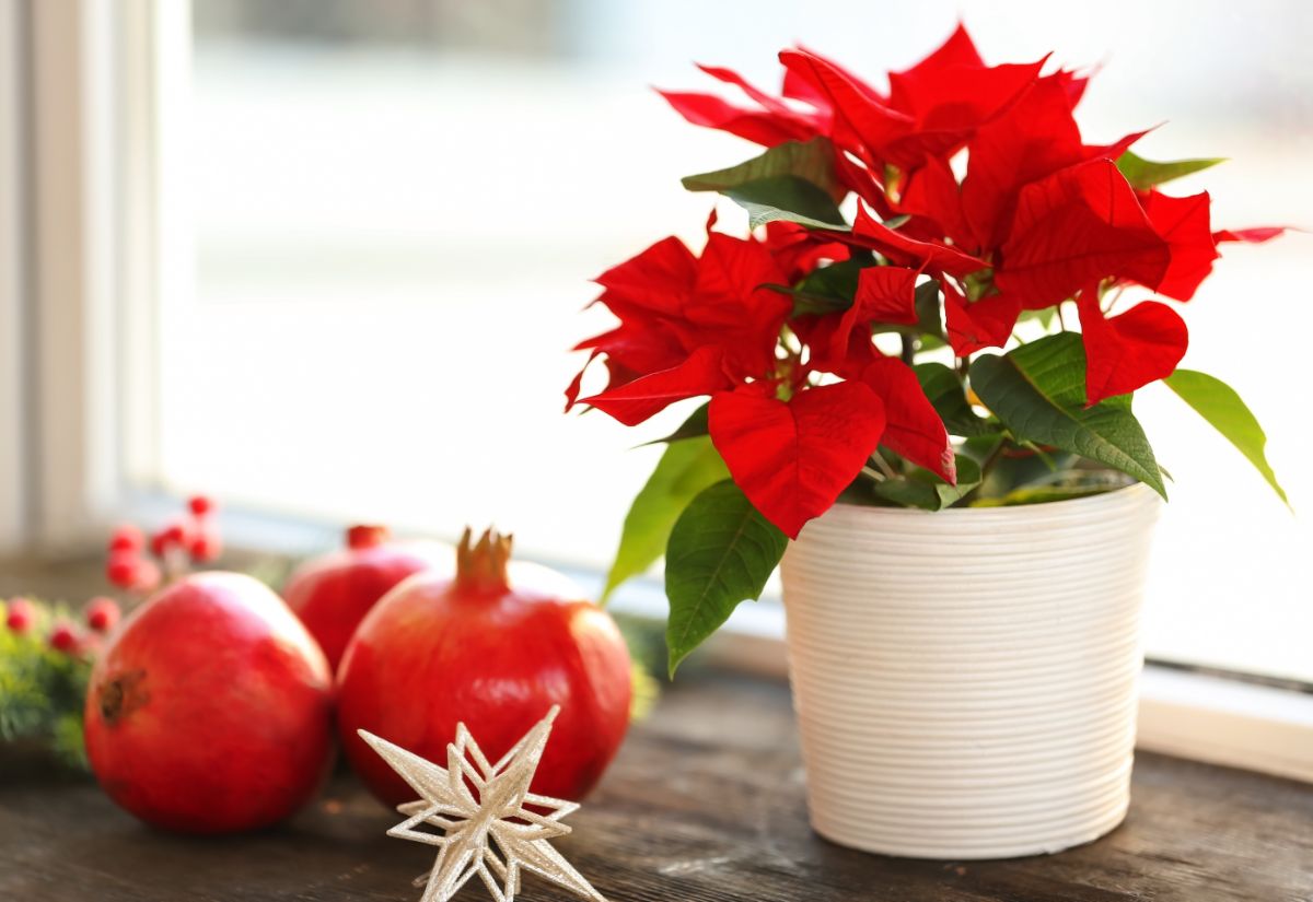 A healthy poinsettia by a bright window.