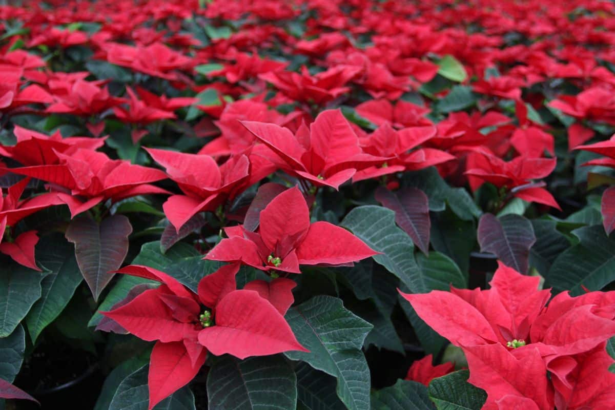 A poinsettia plant with deep, healthy color.