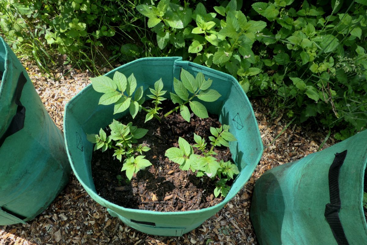 Early season potatoes in grow bags