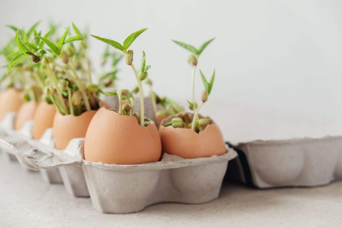 Seeds started in used egg shells and egg cartons