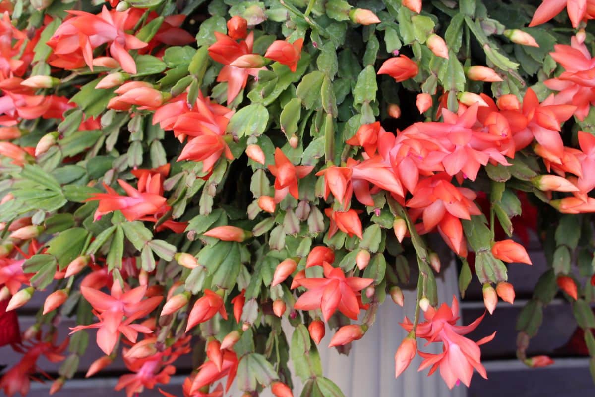 A full blooming Christmas cactus with an abundance of blooms.