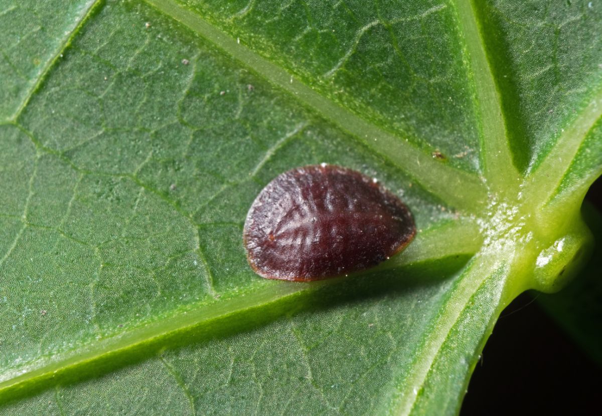 A small hard bodied scale bug on a plant leaf