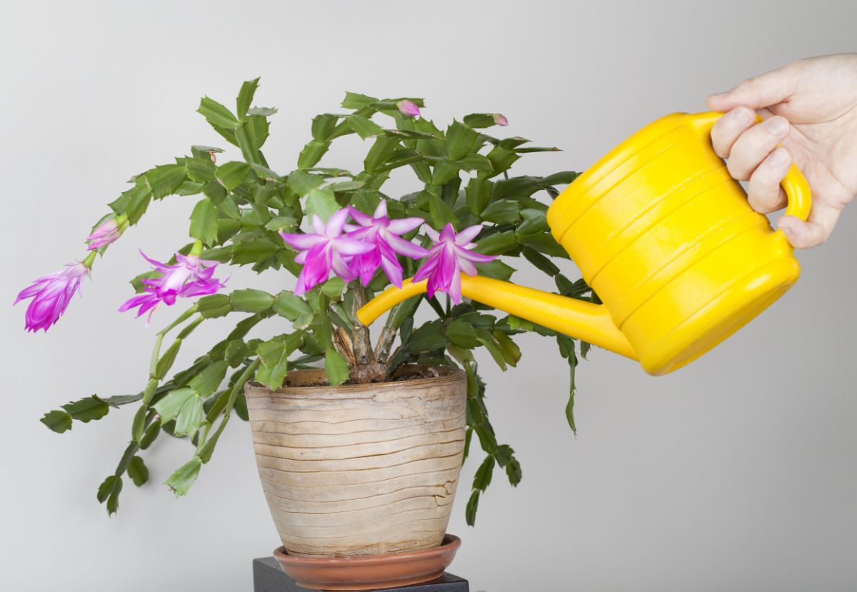A bright yellow watering can being used to water a Christmas cactus.