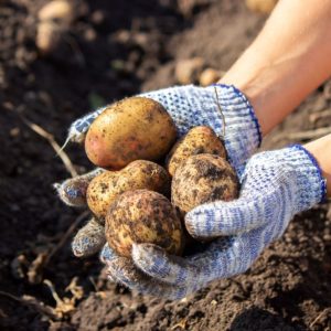 A gardener holding freshly harvested potatoes.