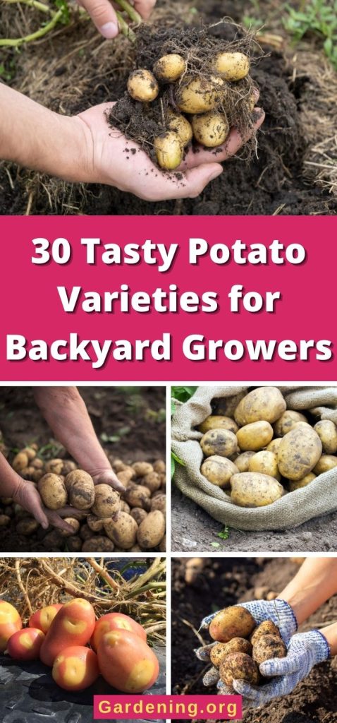 30 Tasty Potato Varieties for Backyard Growers pinterest image.