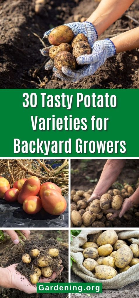 30 Tasty Potato Varieties for Backyard Growers pinterest image.
