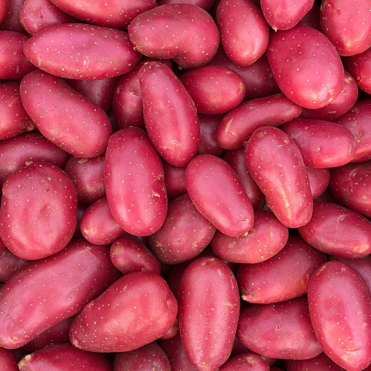 Scab resistant red AmaRosa potatoes
