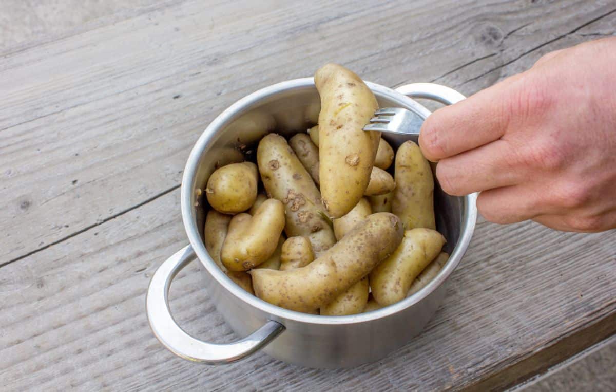 Consistently sized La Ratte potatoes