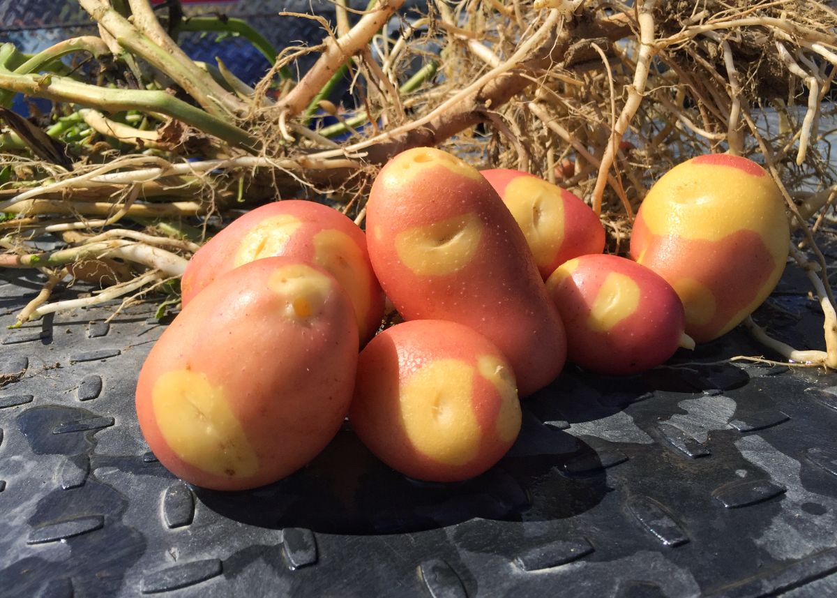 Patterned, bicolored pinto potatoes