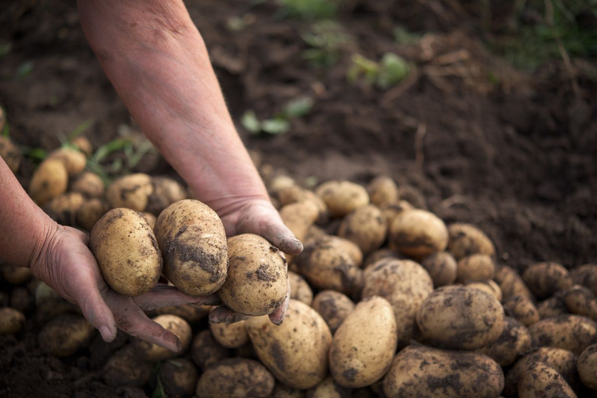 A hand lifting up freshly dug potatoes