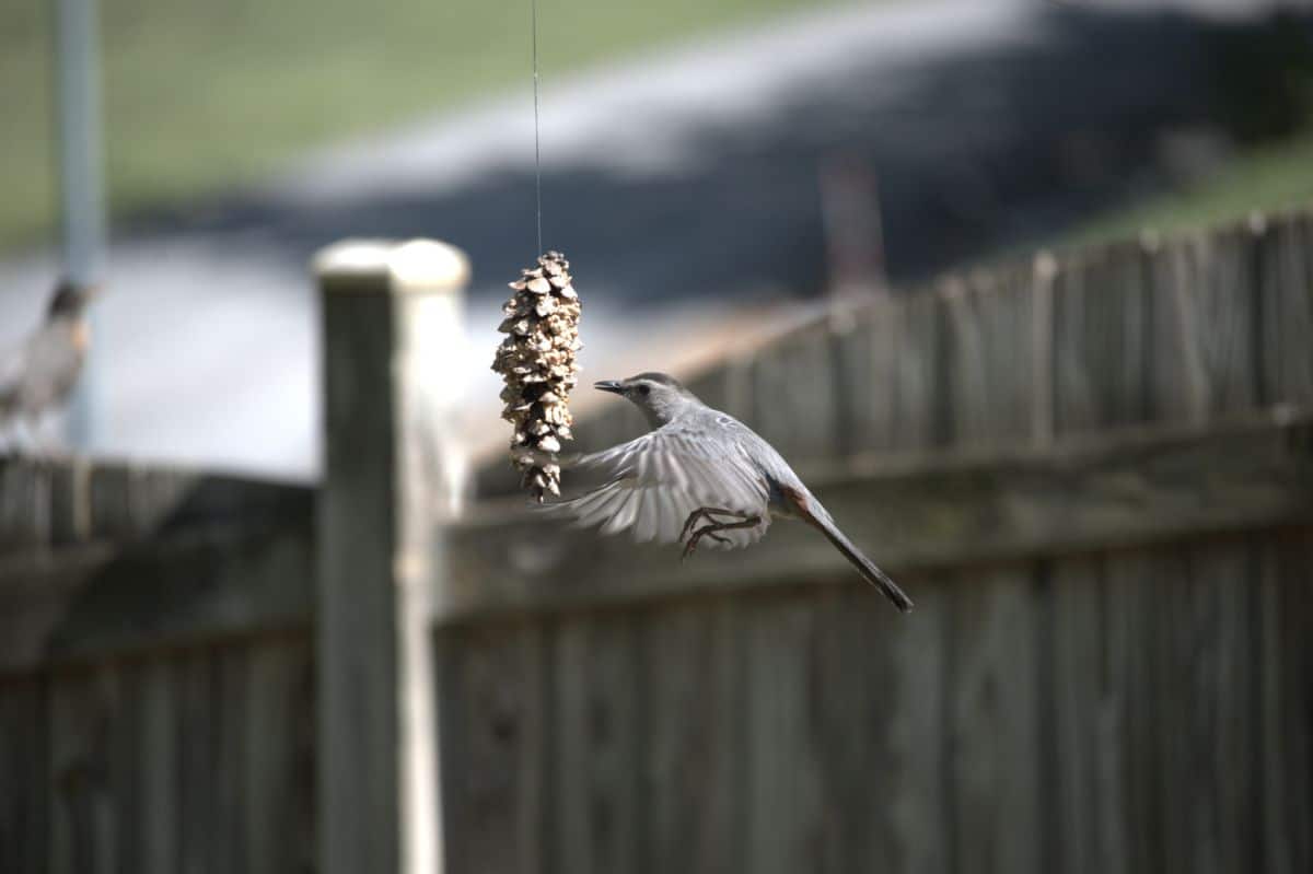A bird on the wing eating from a homemade birdseed ornament